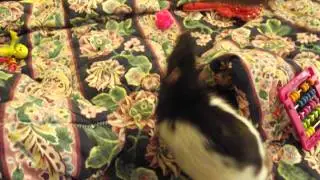 My clever rat Gulyona