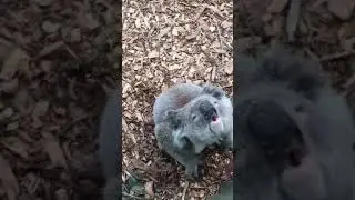 "Коала просится на ручки🤗😍"