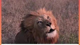 What is this Lion trying to tell us?