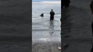Catching a fish at the Kenai!(dip netting) 