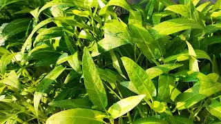 Menanam kangkung dari biji sampai panen dengan sistem hidroponik sederhana