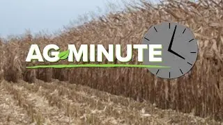 Ag Minute 965 - How does frost effect harvest? (Air Date 8-18-19)