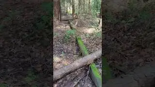белые грибы #грибалка #тихая_охота