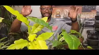 RING OF FIRE Philodendron (Rare Plant Edition)