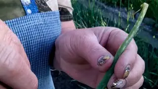 Onions. Garlic. Pests. Control Methods