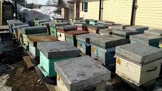 облёт пчёл