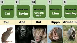 Weakness of Different Animals..