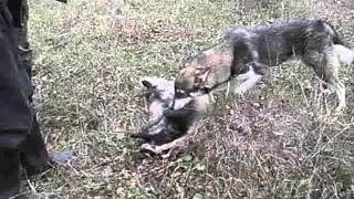 Охота на барсука с лайкой