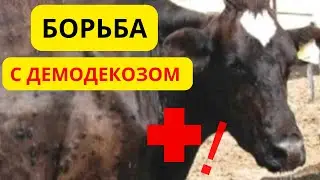 Демодекоз, версия для КРС
