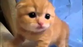 Приколы Домашние животные кошки!!