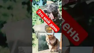 Это мой день! #юмор #музыка #жизнь #этомойдень