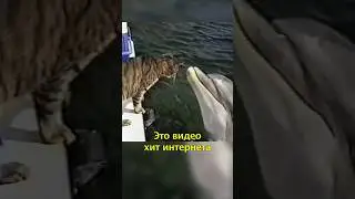 🐈Котик Целуется с Дельфином🐬