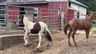 Horses Dancing Together