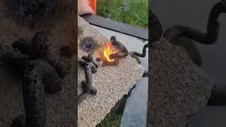 lighting a snake 