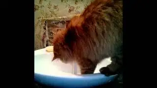 Рыжий кот пьёт воду