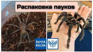 Распаковка пауков птицеедов. 