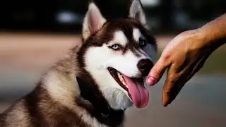 How I Learned Dog Training with the Most Stubborn Breed