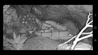 Rock Rattlesnakes Trying To Breed!🐍❤️