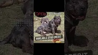 Ghost Tri Merle Open 4 Stud ‼️