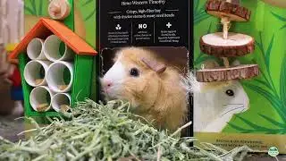 Essential Guide to Guinea Pig Care: Diet, Housing, and Health Tips