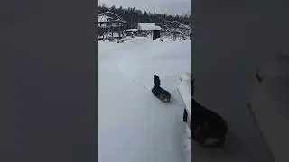 Снежный барс.Как выбраться из снега. 