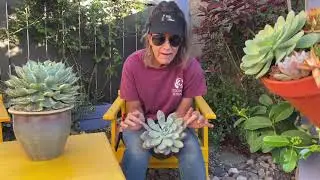 Bright Light Indoor and Outdoor Succulent Winner Graptoveria Opalina