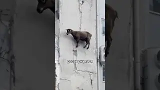 Mountain Goat's Crazy Skill 