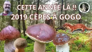 𝐂𝐄𝐓𝐓𝐄 𝐀𝐍𝐍É𝐄 𝐋À ! 𝐂È𝐏𝐄𝐒 À 𝐆𝐎𝐆𝐎 𝟐𝟎𝟏𝟗  🌳🍄🌳 #mushroom #champignons #fungi #nature