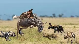 Гиеновые собаки на охоте