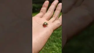 Look at this little guy #frog #pets #tiny