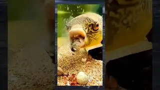 Amazing fish #shorts #animals