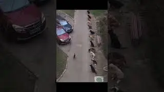 Поклонились Автор: laminariiy