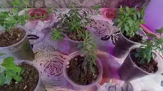 CALIBRACHOA. HOW TO PINCH CALIBRACHOA. 2022