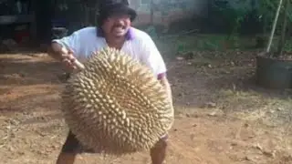The Largest & Most Expensive Durian Fruit in the World