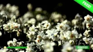 Free Photos! Beautiful Flowers | Quality Creative Commons Photography!
