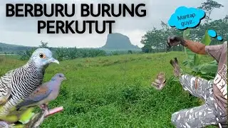 Menjaring burung perkutut_dapet_bayak