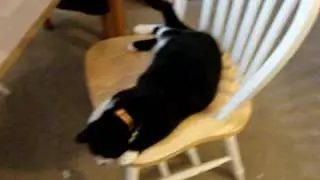who says cats can't trash a house?