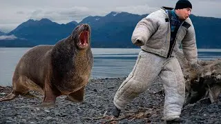 A predator in action. A dangerous sea lion. You didn't know a seal could be so dangerous to humans.