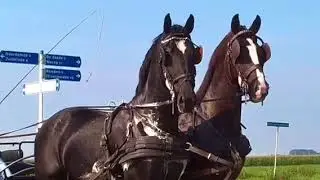Promo