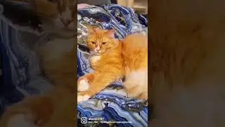 Умный, красивый и в меру упитанный))
