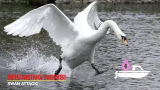 SWAN ATTACK!