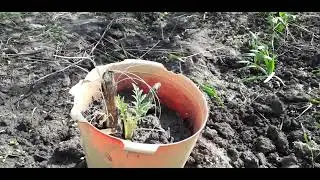добываем семена артишока. маточники.