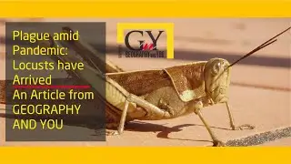 Plague amid Pandemic: Locusts have Arrived - GEOGRAPHY AND YOU