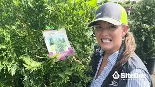 SiteOne Field Guide: Deer Resistant Shrubs