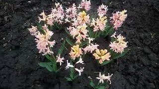 Начало мая 2019 в моем саду. Весна пришла, весне дорогу!!!