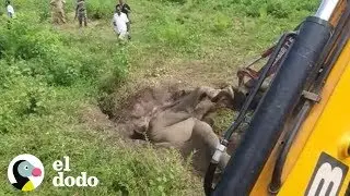 Bebé elefante queda atascado en el lodo | El Dodo