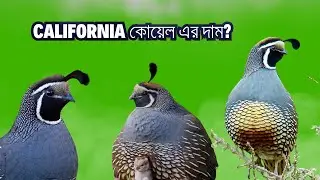 California Quail Birds  price in Bangladesh & India- Quail Bird - Exotic Quail  -Pets Paradise