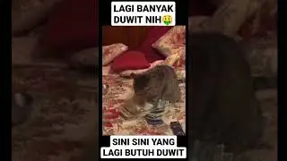 KUCING BANYAK DUWIT #shortcatsvideos