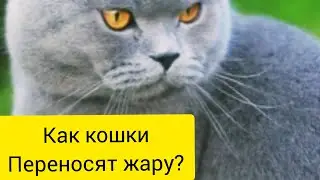 Как кошки переносят жару | Как уберечь кошку от перегрева