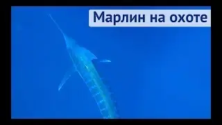 Марлин преследует яхту, охотится на тунца | Трансатлантика